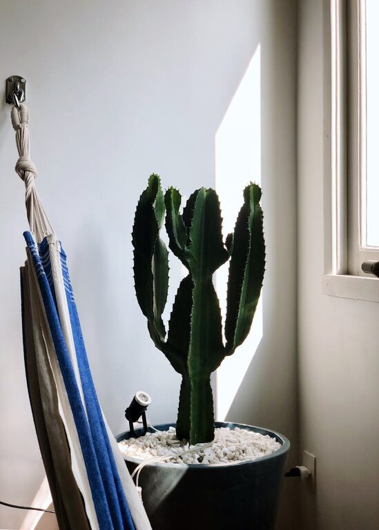 How to Refresh Your Home with Plants: A Step-by-Step Guide